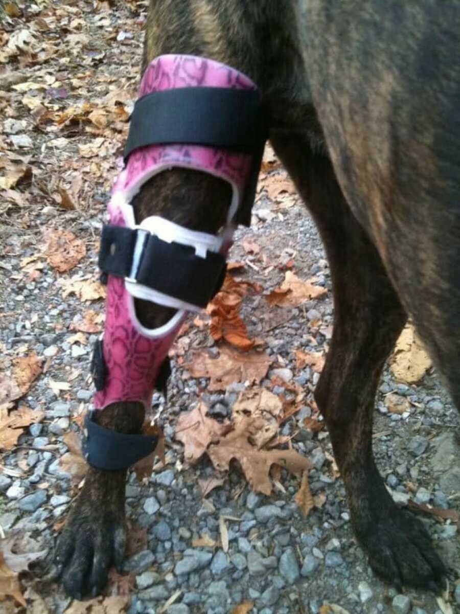 dog with orthotics on leg