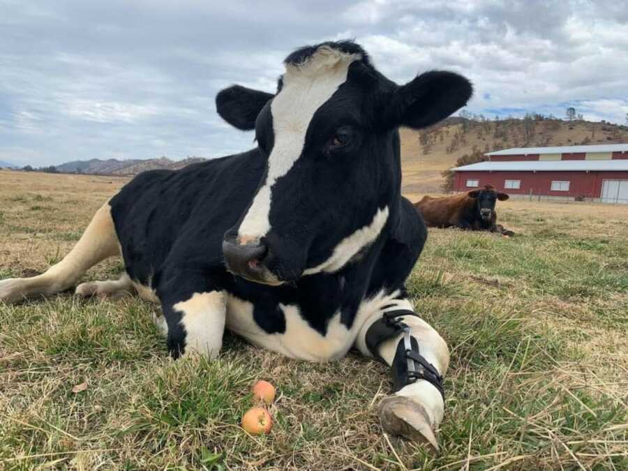 cow with orthotics on leg