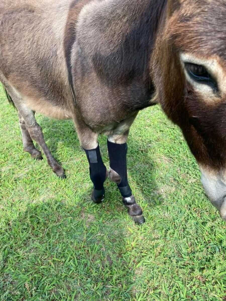 donkey with orthotics