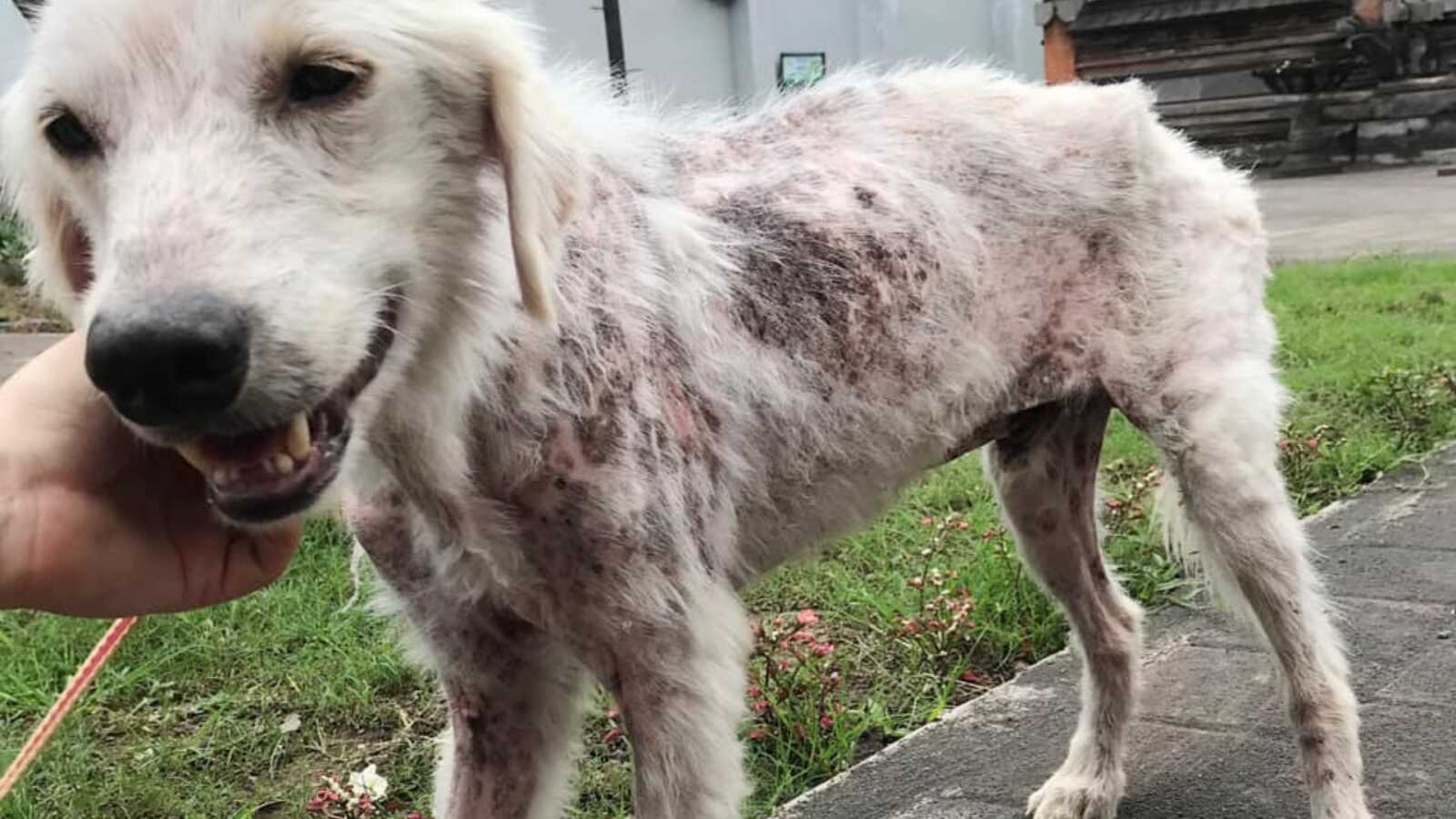 一只被救助的狗，饥饿难耐，没有洗澡，皮肤也有溃疡