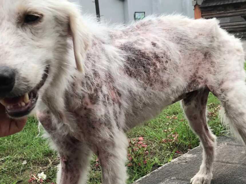 一只被救助的狗，饥饿难耐，没有洗澡，皮肤也有溃疡