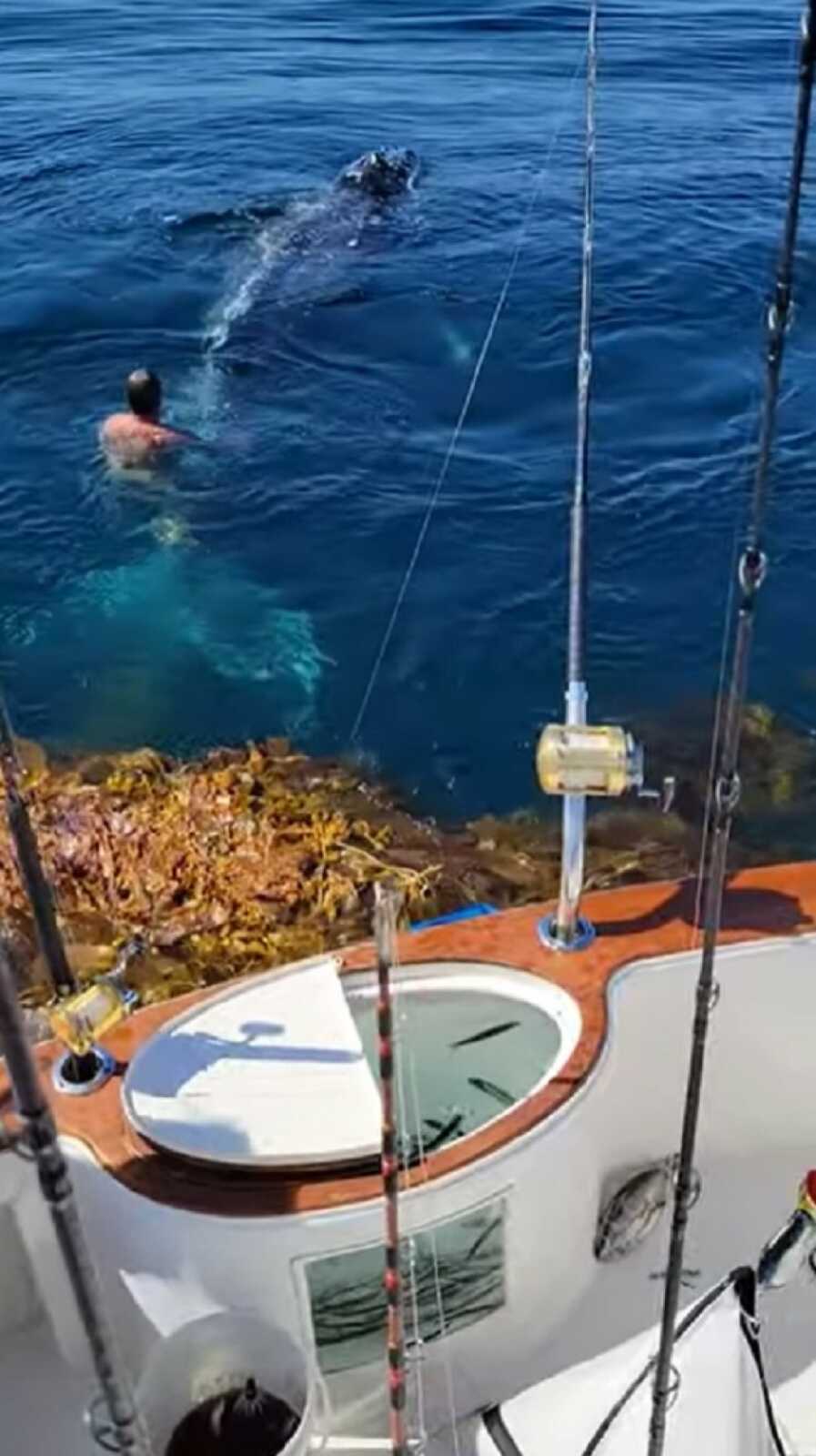 man in beautiful blue ocean swimming while a white whale