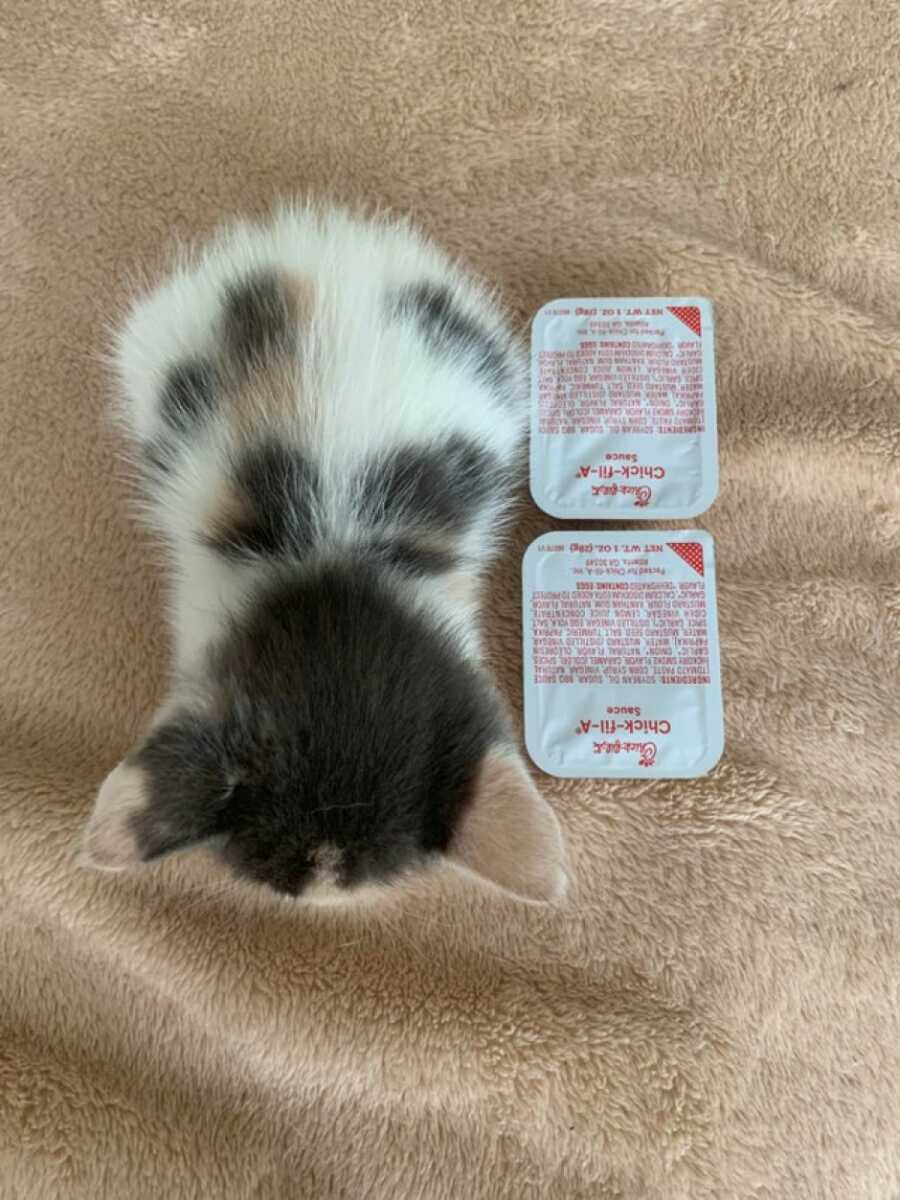 small cat being compared to a chick fil a sauce