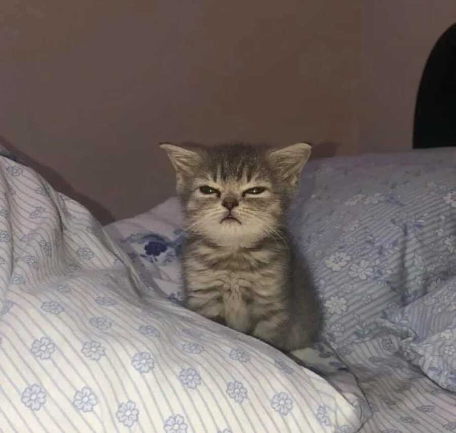 small grey cat in bed giving their owner alook