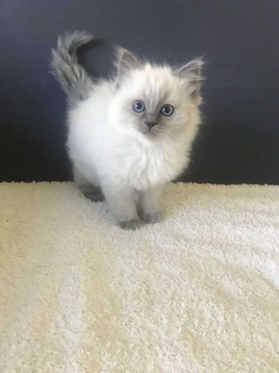 a beautiful white and grey cat with blue eyes on a towel