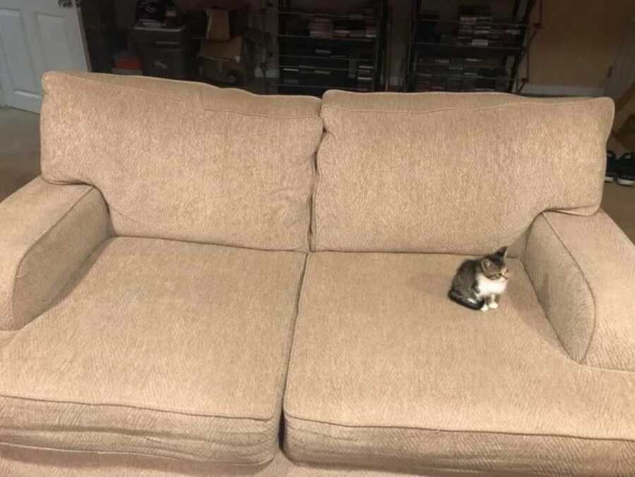 small multicolored kitten sitting on a beige couch
