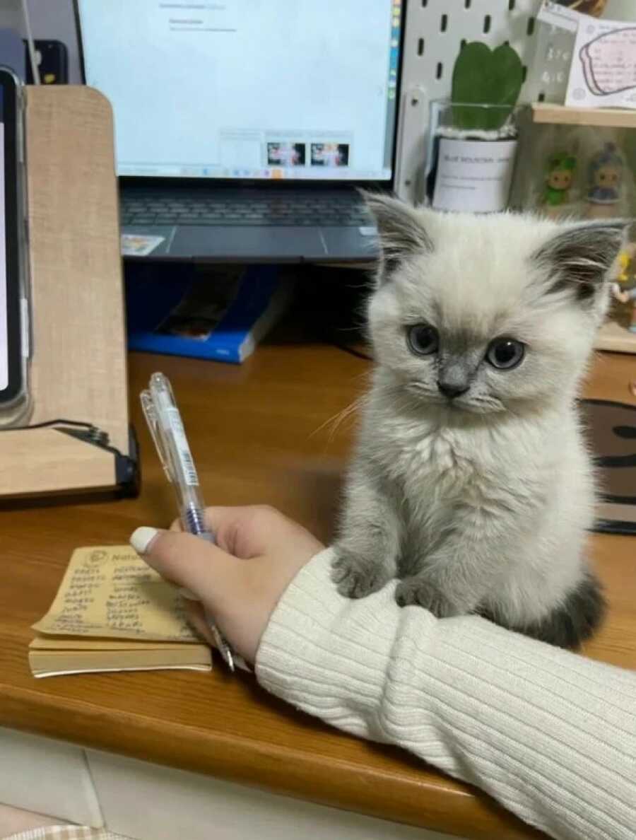 small kitten holding its owners hand down