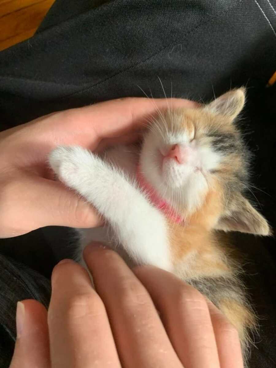 orange, white, and black cat fits in the palm of someone's hanf