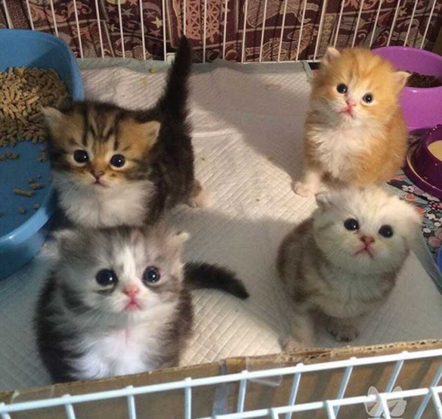 four small kittens in pen together while looking at the camera