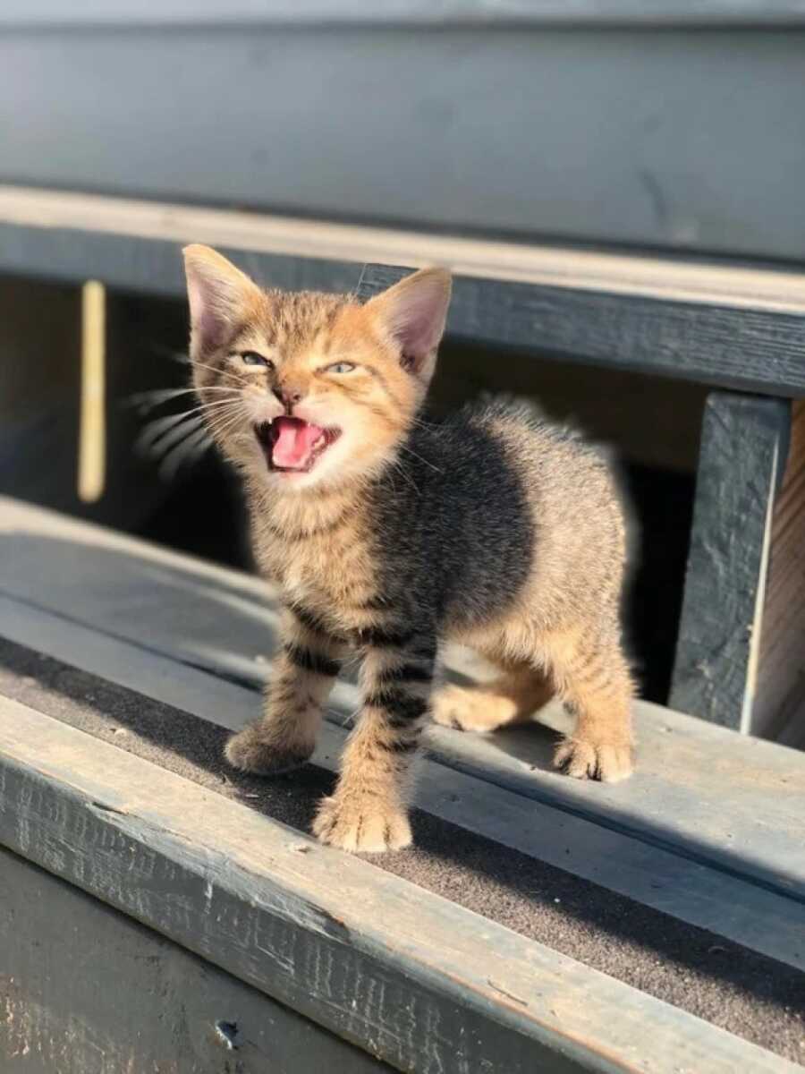 small kitten on a wooden step meowing