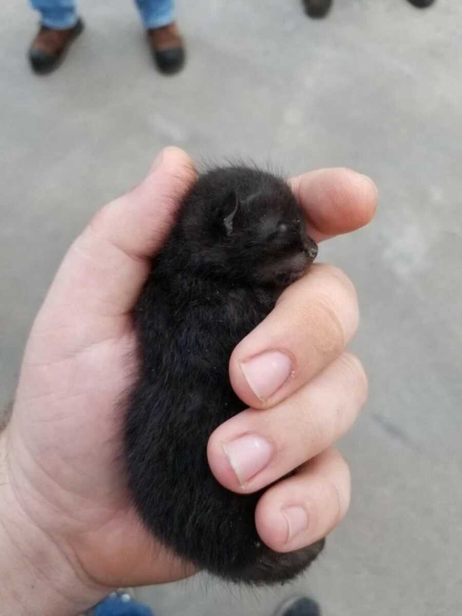 small black kitten in a hand