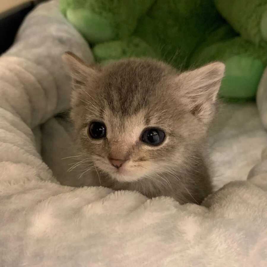small grey kitten on a light color blanket