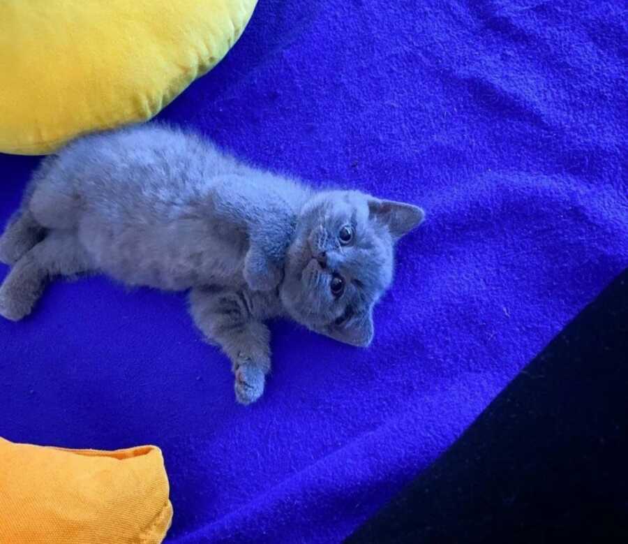 small grey cat on a blue blanket to bring out its eyes