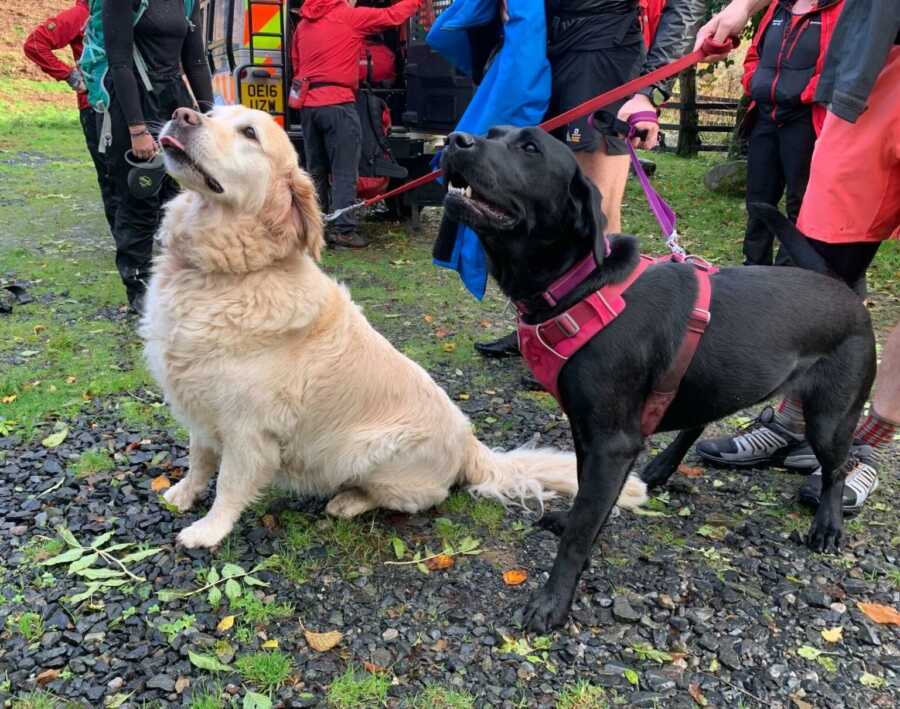 golden retriever and black lab posing for a picture after helping their owner out on a hike