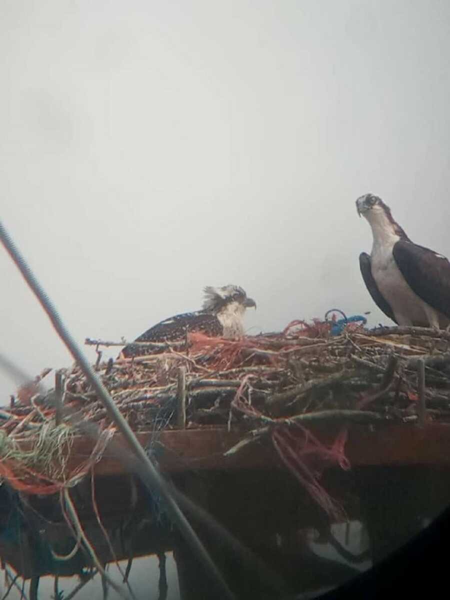 osprey birds that need to be rescued 