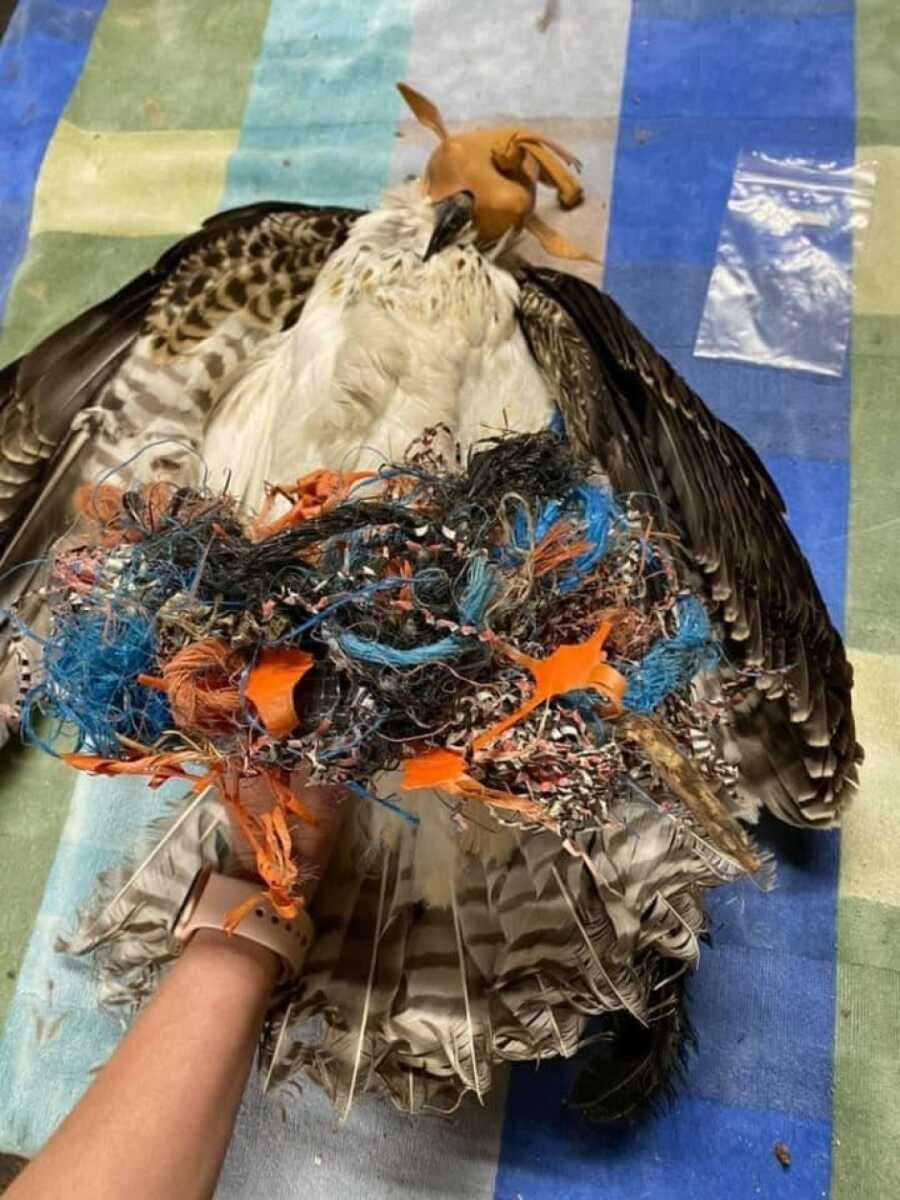 osprey wrapped and tangled in debris