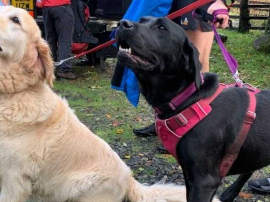 golden retriever and black lab posing for a picture after helping their owner out on a hike