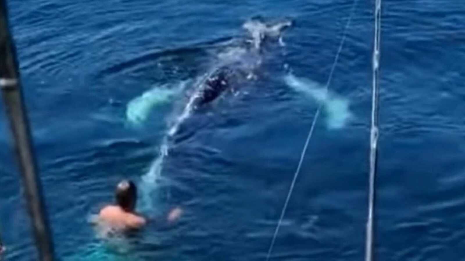 man in bright blue ocean swimming with a whale that was trapped