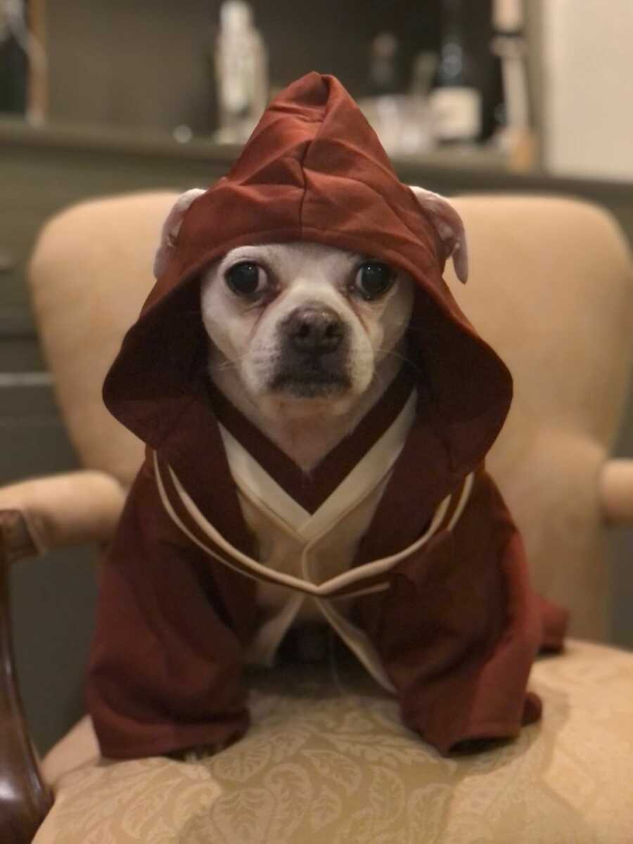 dog dressed as a jedi