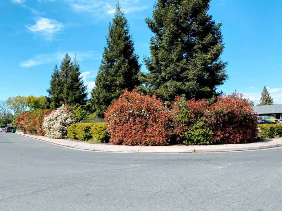 Woman takes photo of trimmed hedges 