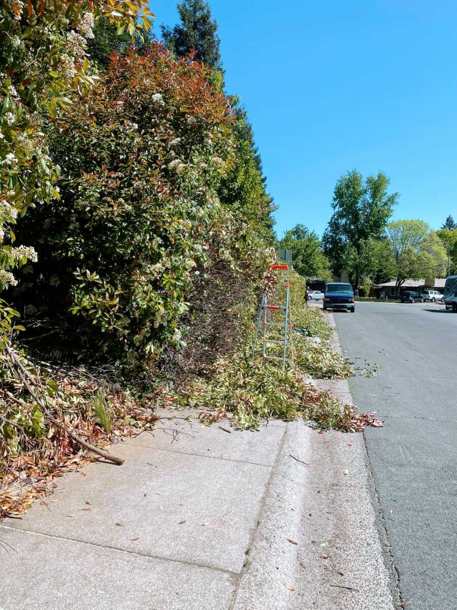 Woman takes a photo of the progress of trimming her hedges