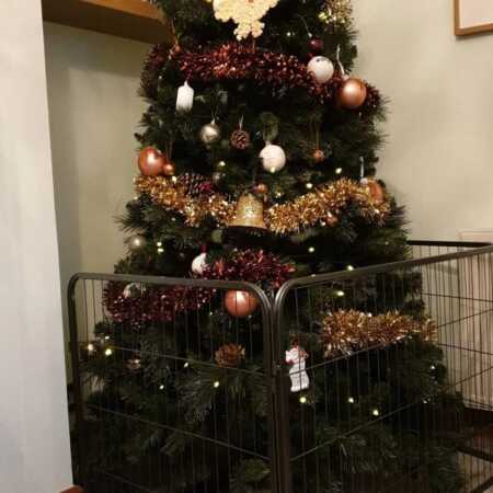 christmas tree protected from pets