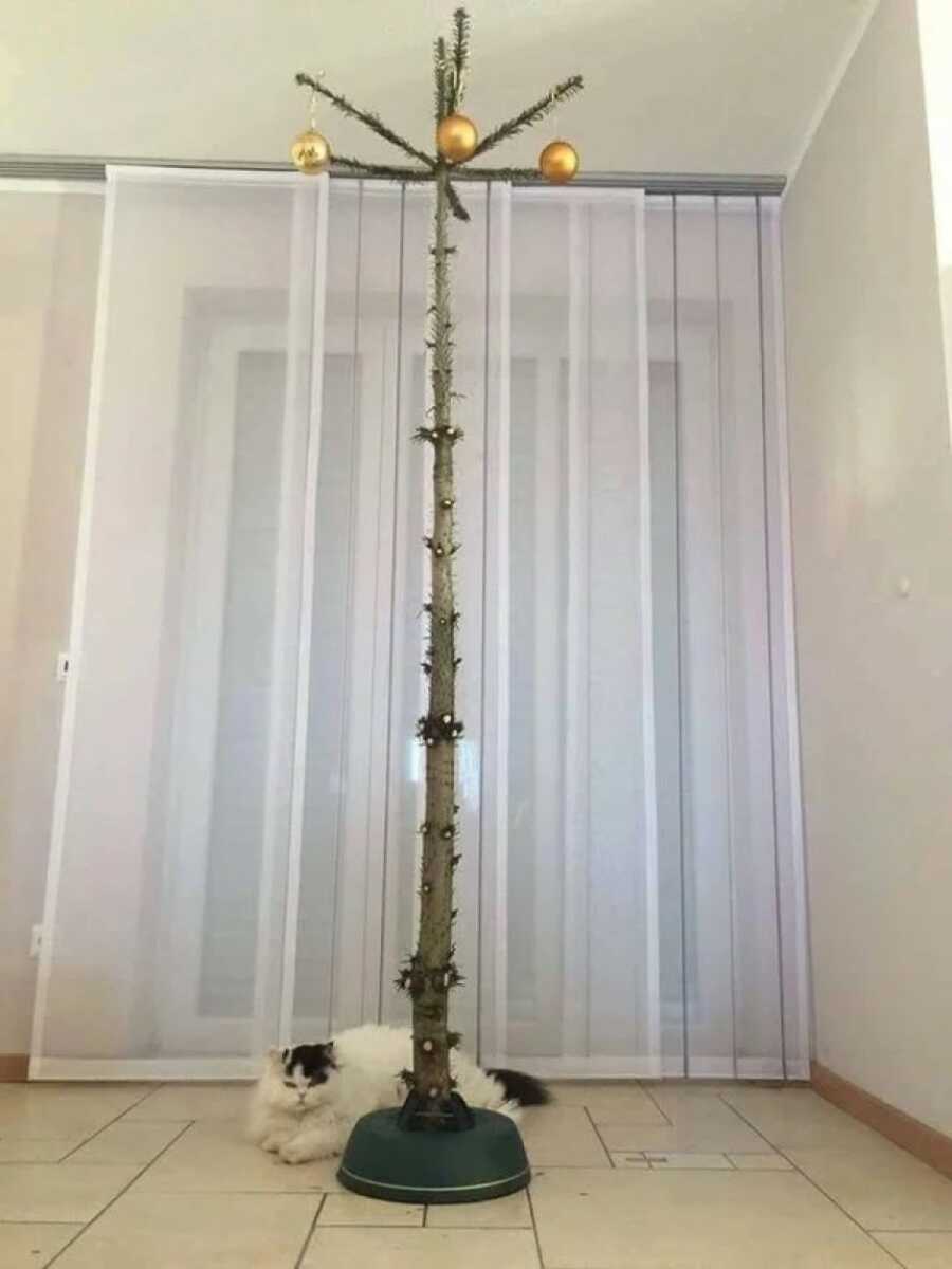 bare tree to protect from cat