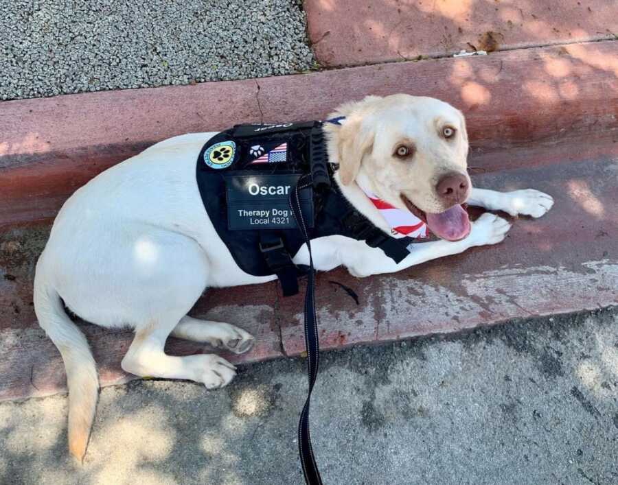 blond lab sitting on the curb while on duty