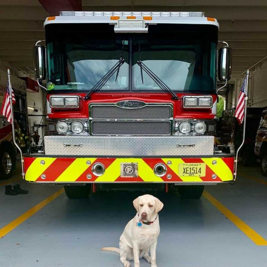 dog in front of the fire truck