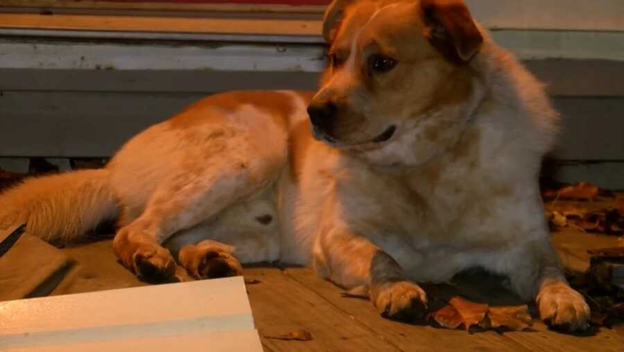 dog sitting on the porch where the fire was detected 