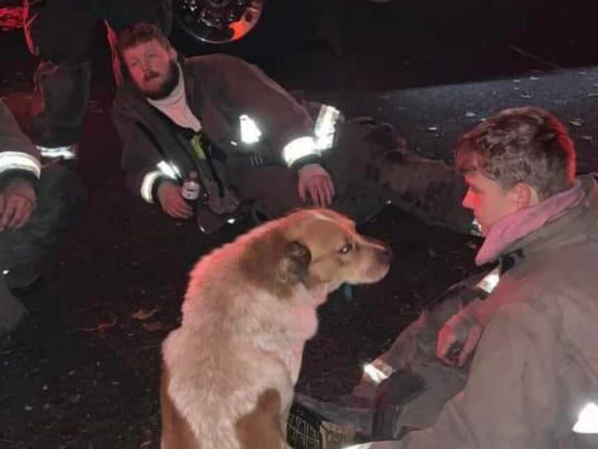 dog that rescued family from a fire with the firefighters who helped put it out
