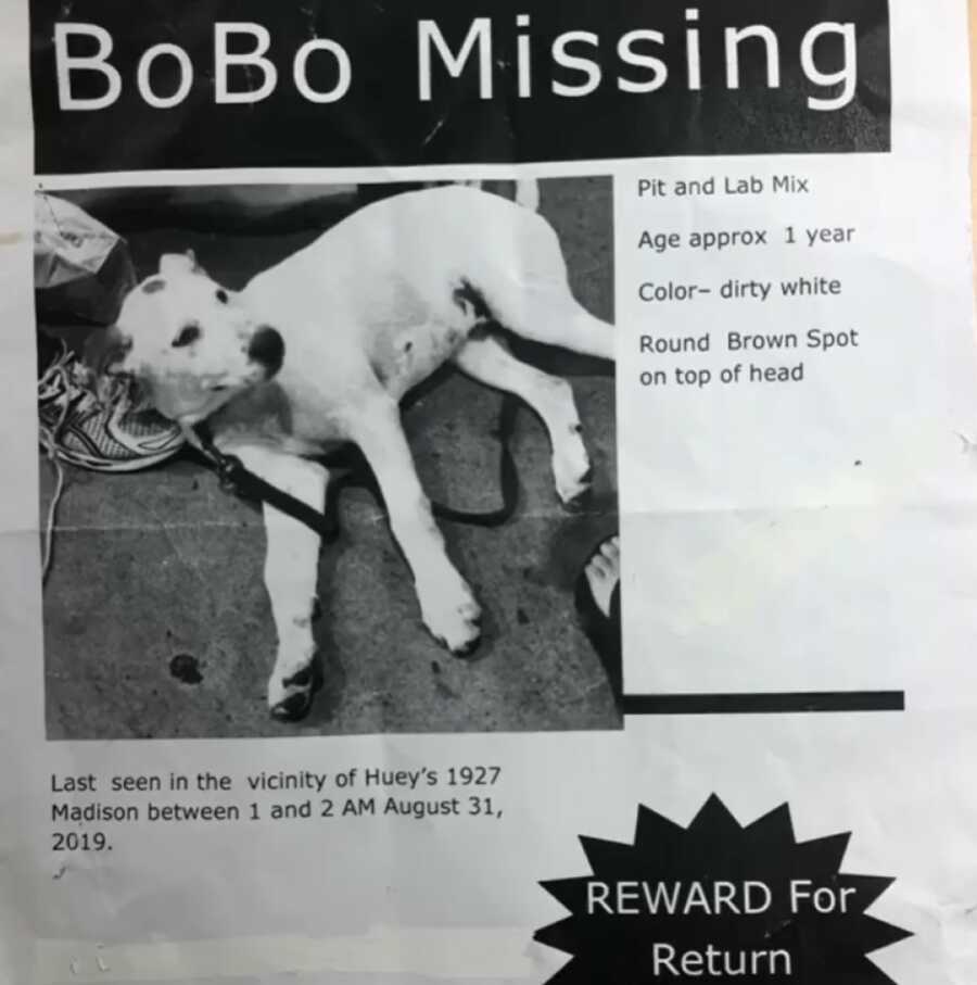 missing poster of the dog who was man's best friend