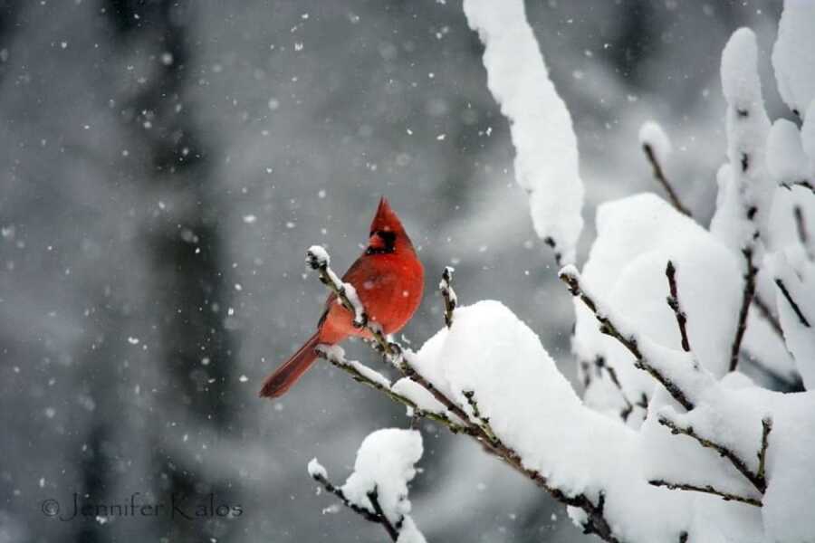 cardinal sitting on a snow covered tree branch while it is snowing