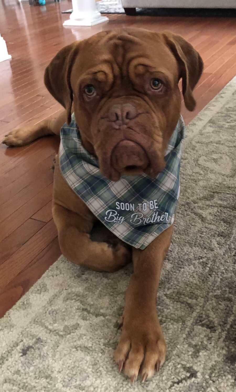 puppy with a bandana