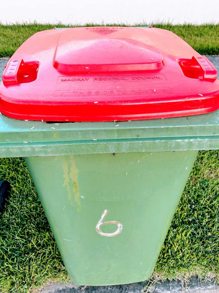 close up of garbage can lid with small white bugs scattered across the lid