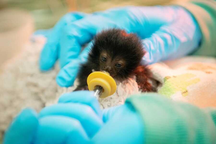 baby monkey being fed by a syringe