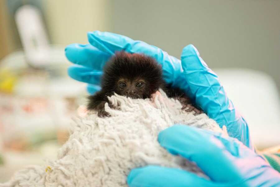 baby monkey being pet by a keeper