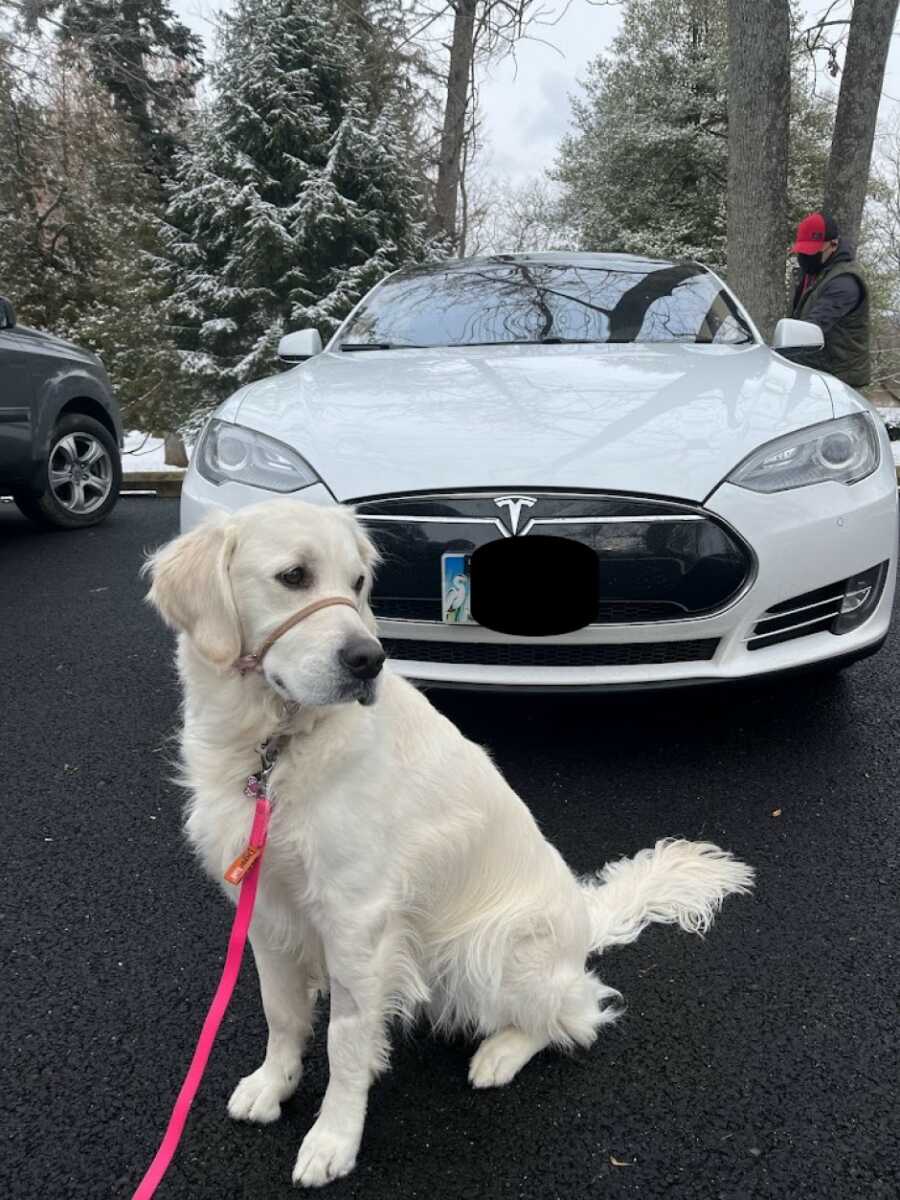 dog sitting in front of a tesla