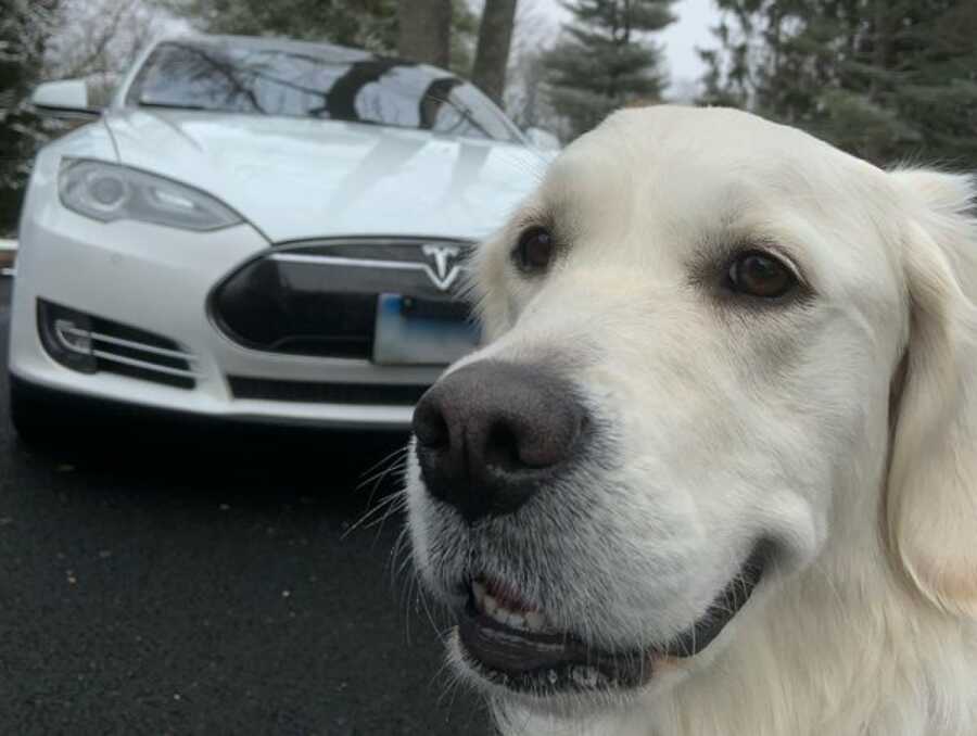 dog smiling in front of a tesla