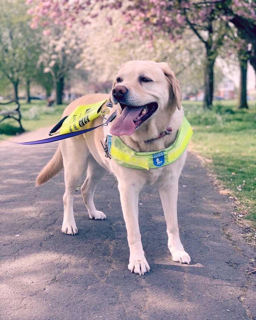 guide dog on duty