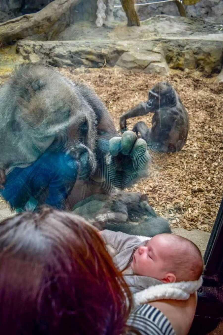 Gorilla admires newborn through the glass of her enclosure.