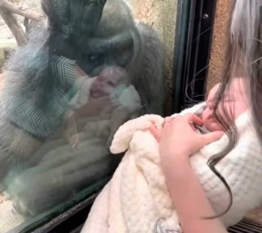 New mom and gorilla share special maternal bond.