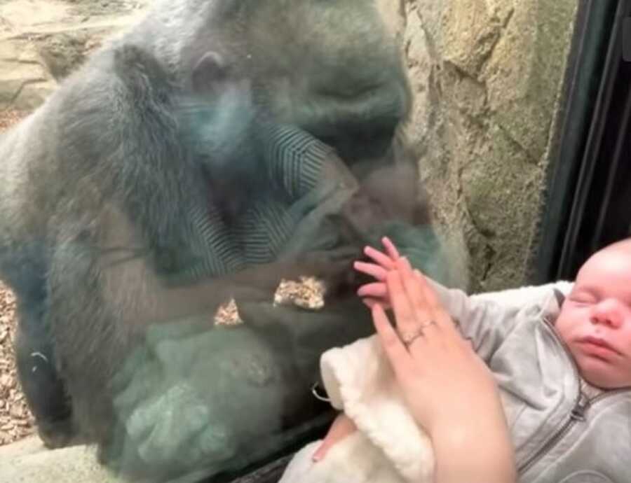 Gorilla presses hand to glass, comparing size of newborn's tiny hand.