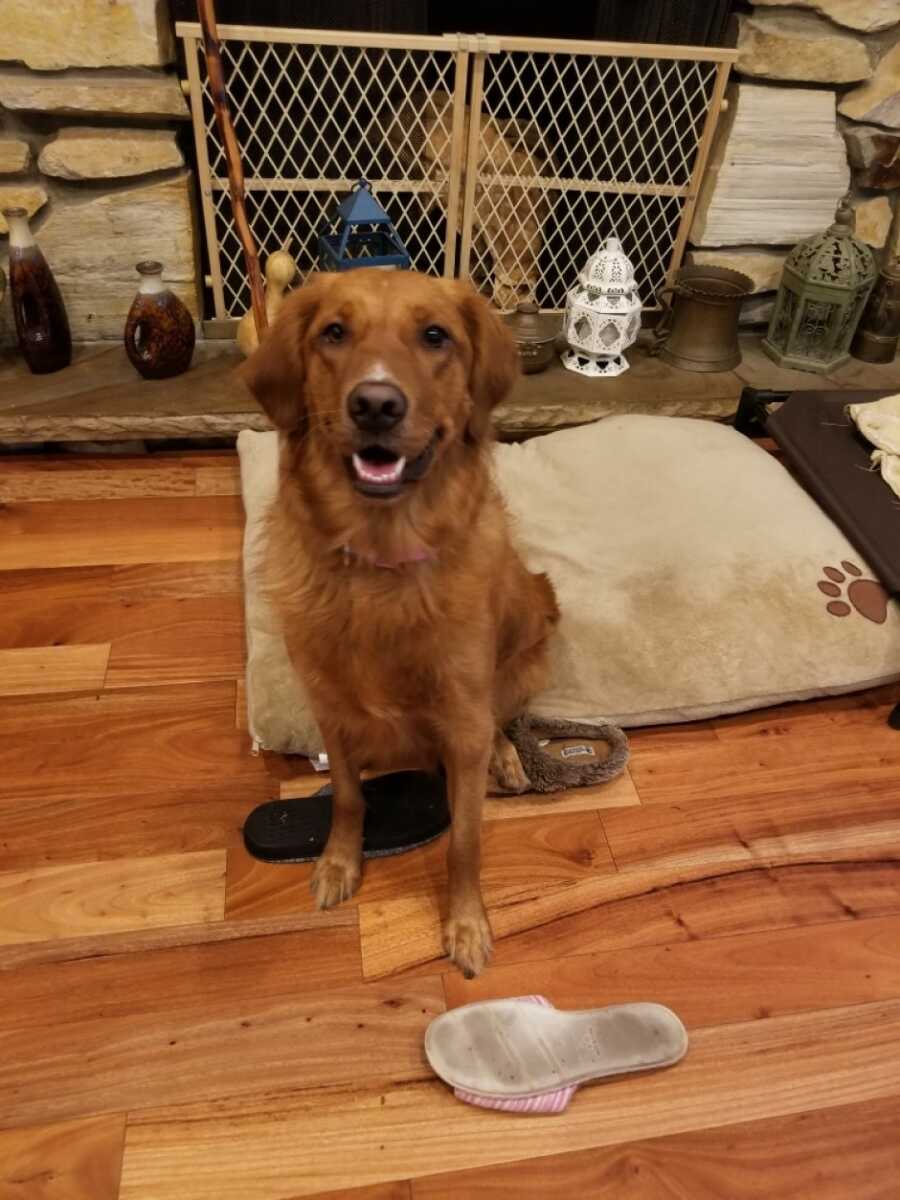dog smiling and sitting on her bed