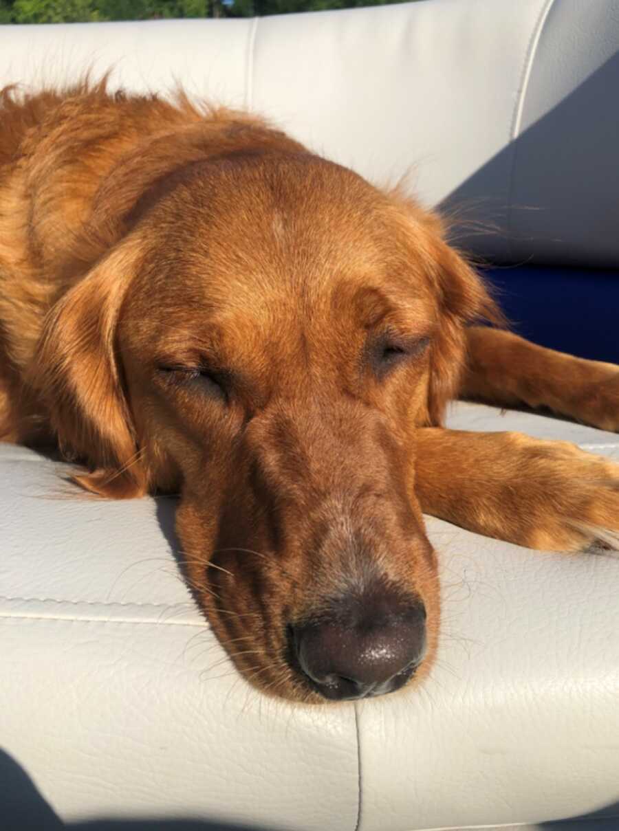 dog sleeping on a boat