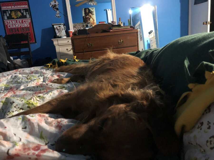 dog sleeping against her owner