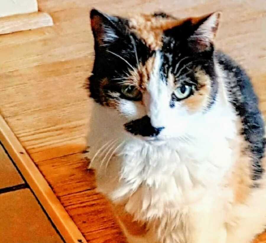 A small calico cat with green eyes on hardwood floor