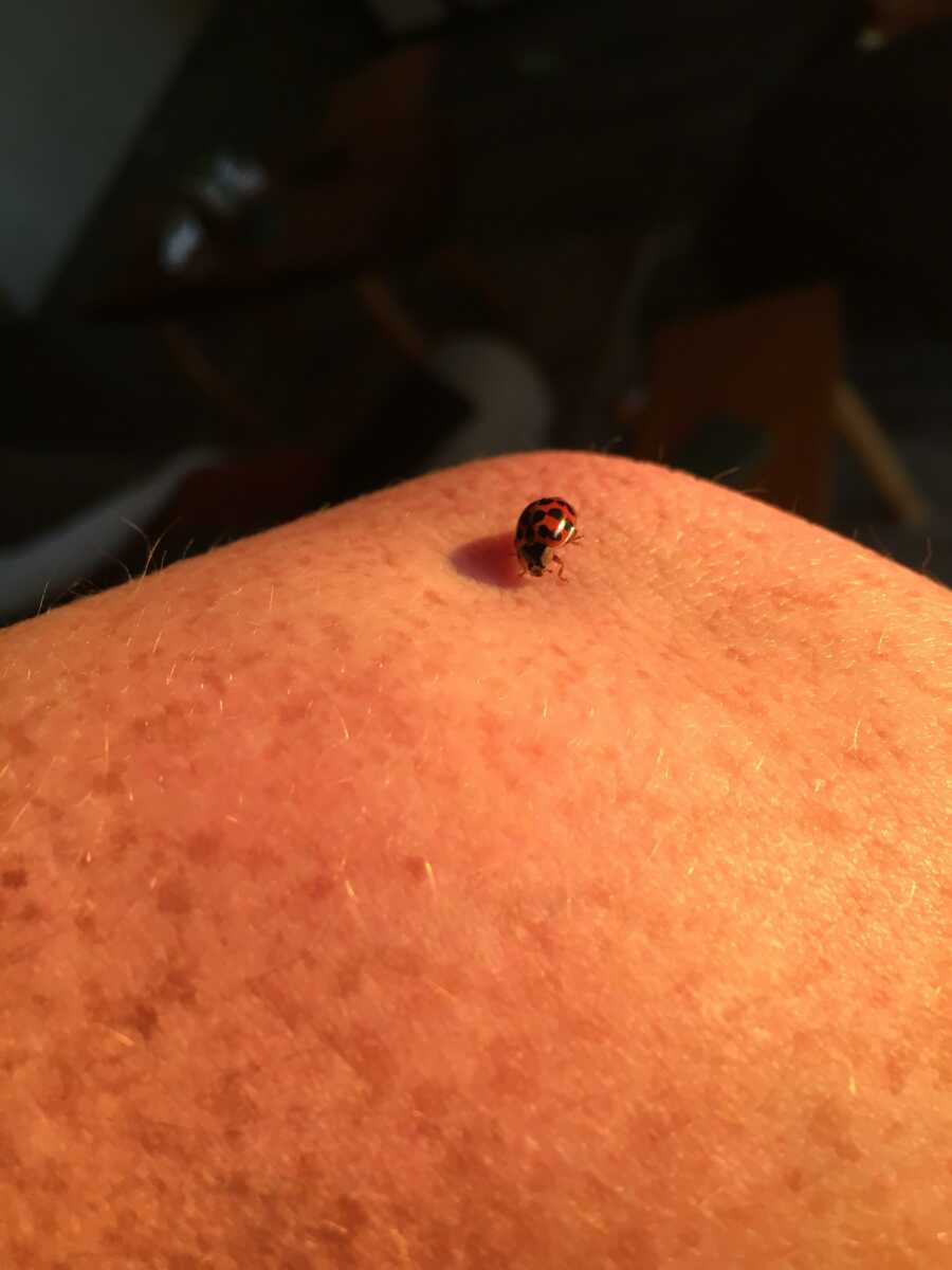 Ladybug crawls on a freckled elbow during golden hour