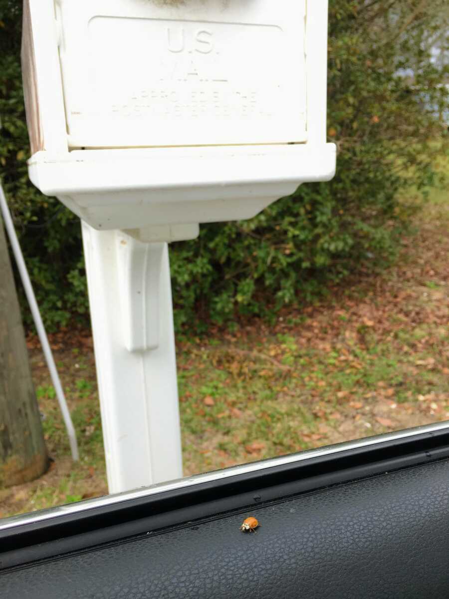 Woman takes a photo of a ladybug on her car door with a white mailbox in the background