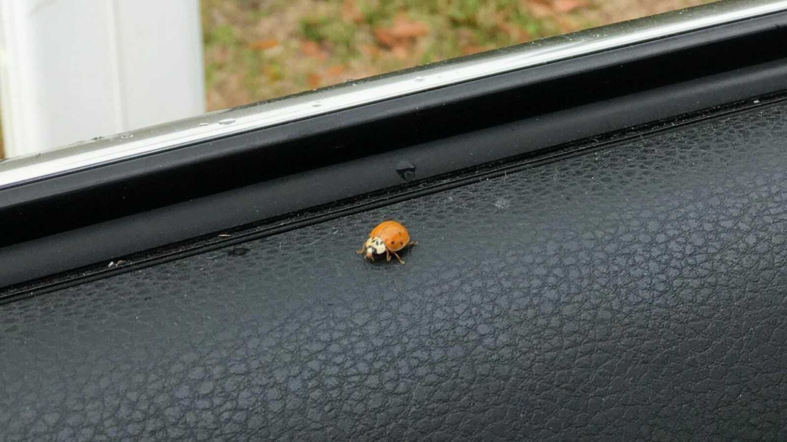Ladybug crawls into the open window of a car as the driver checks the mail